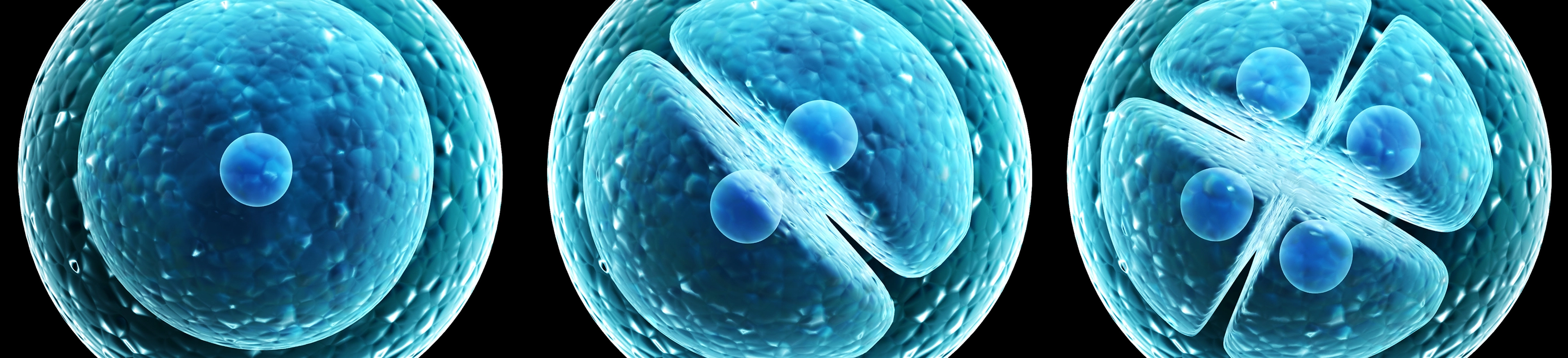 Cell Division Secrets
