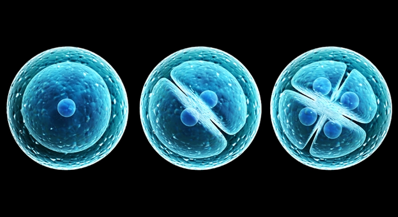 Cell Division Secrets