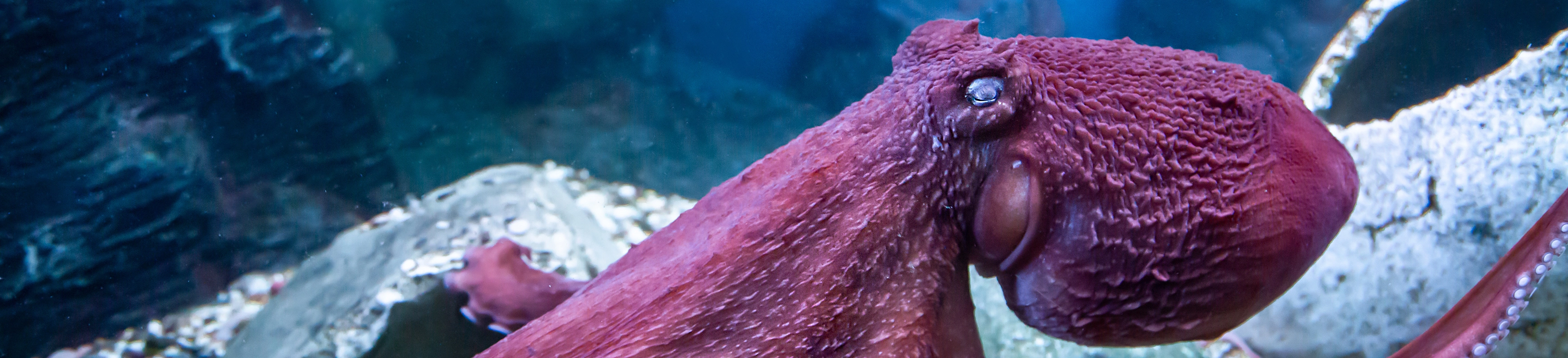 Octopus Ribosome