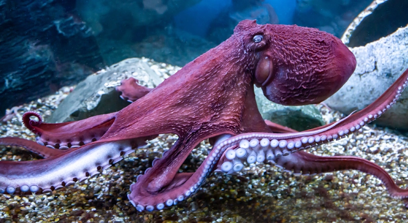 Octopus Ribosome