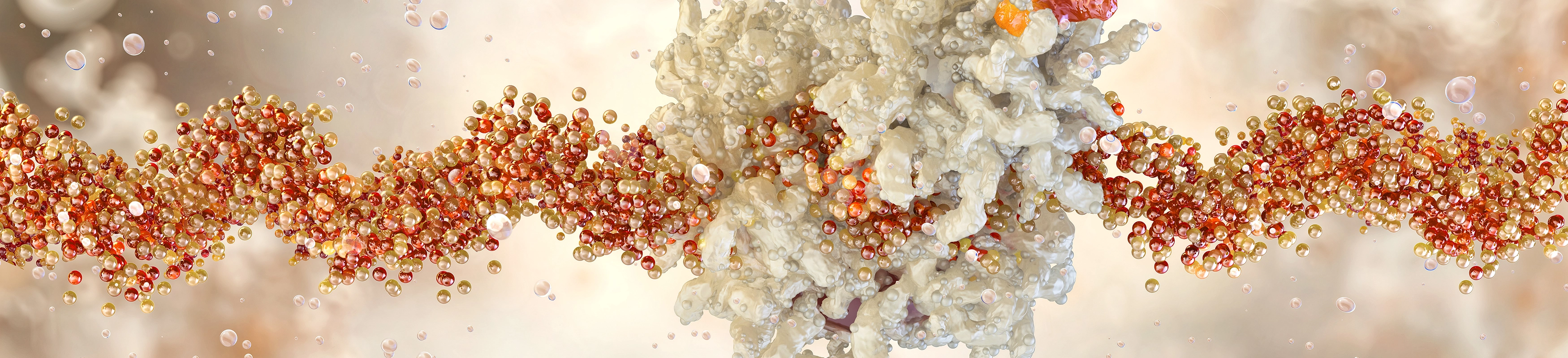 Octopus Ribosome
